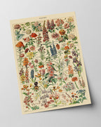 Adolphe Philippe Millot - Vintage Blumen-Übersicht