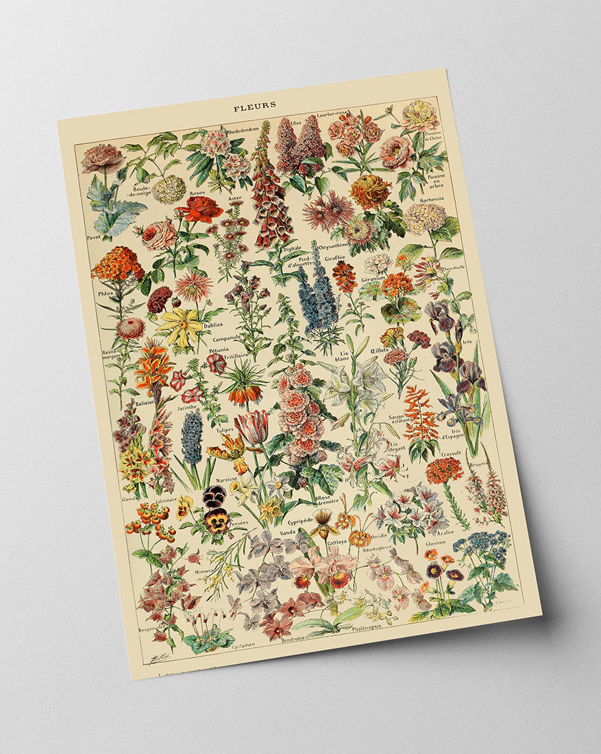 Adolphe Philippe Millot - Vintage Blumen-Übersicht