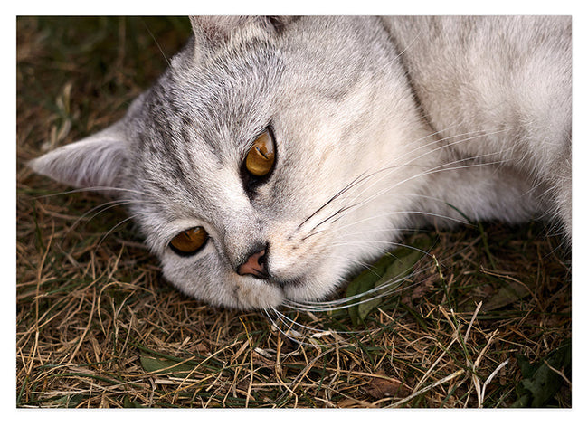Süße Katze Hover Image