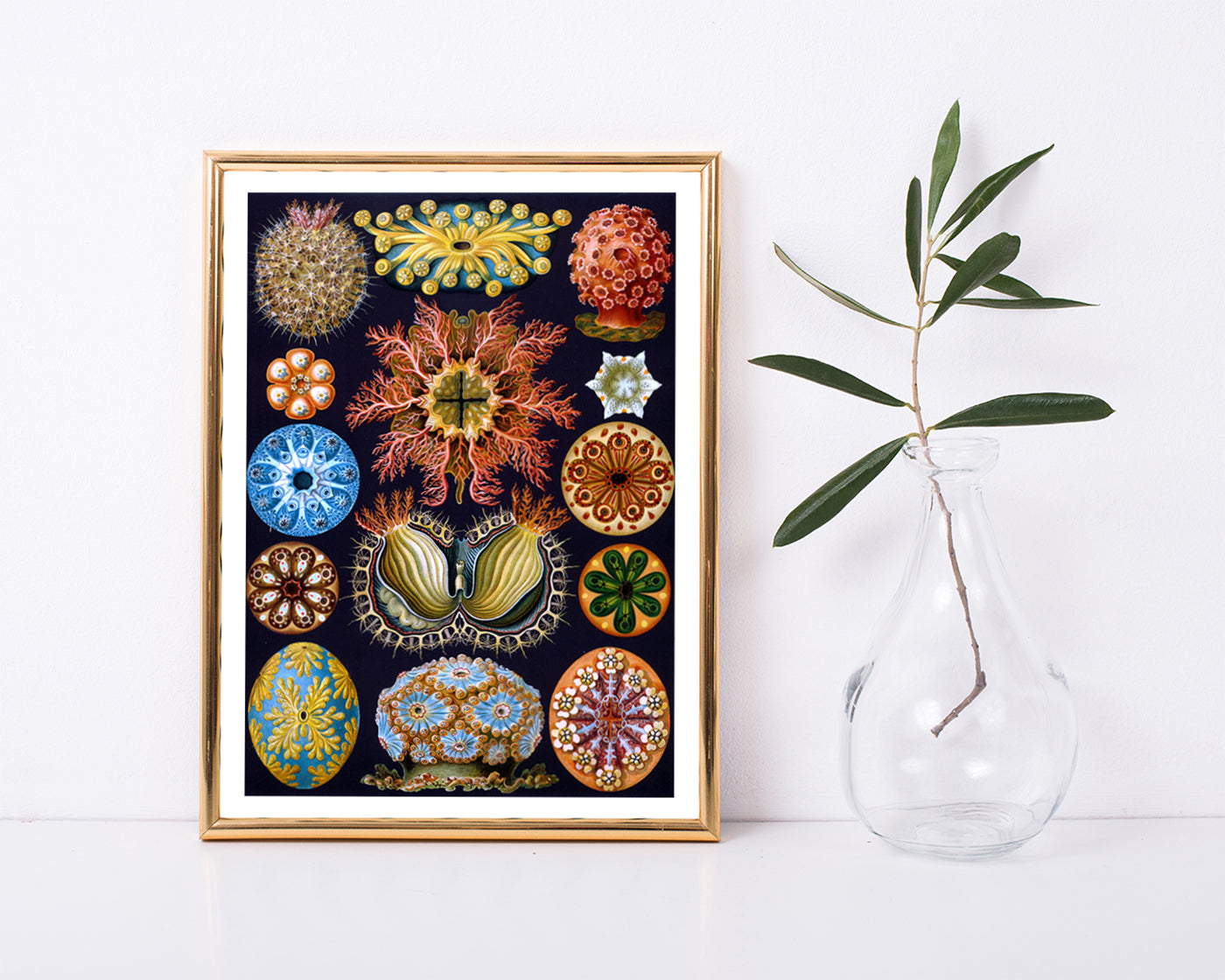 Ernst Haeckel - Ascidian