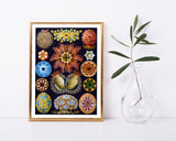 Ernst Haeckel - Ascidian