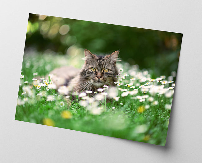 Katze in Blumenwiese Main Image