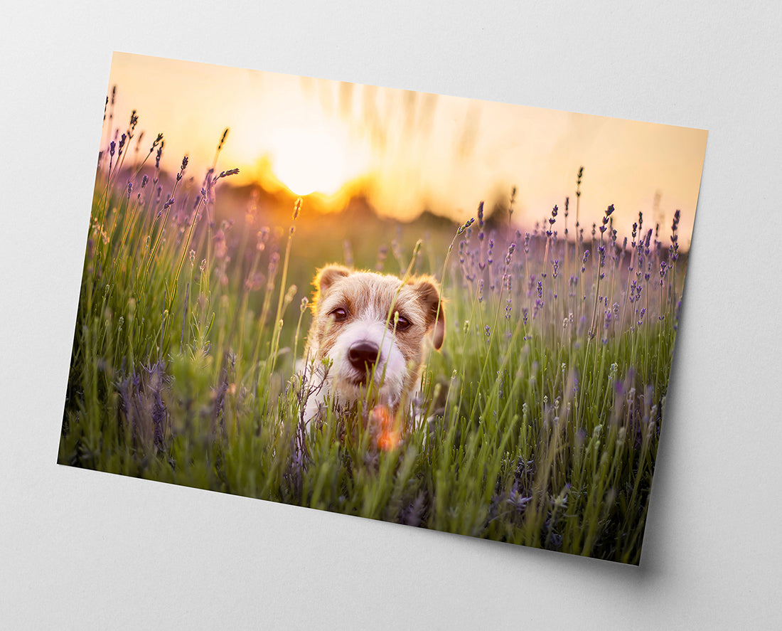 Süßer Hund in Blumenwiese