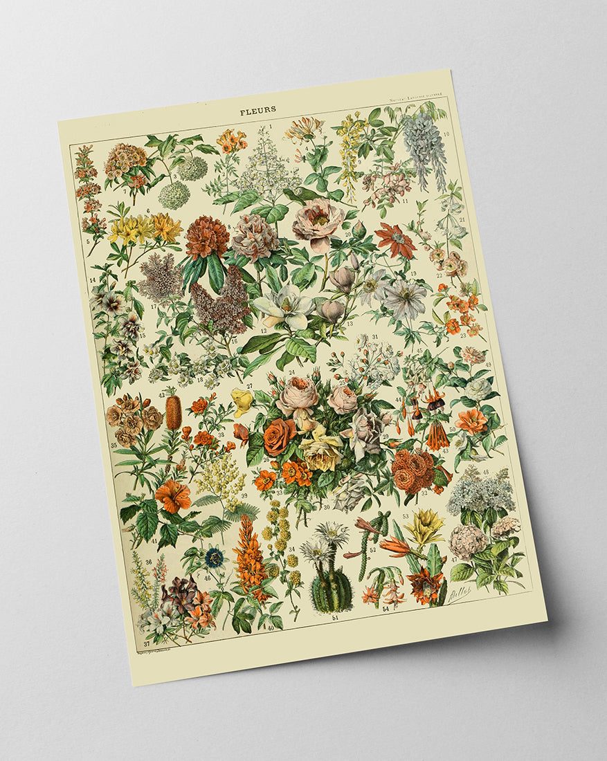 Adolphe Philippe Millot - Vintage Blumen-Übersicht