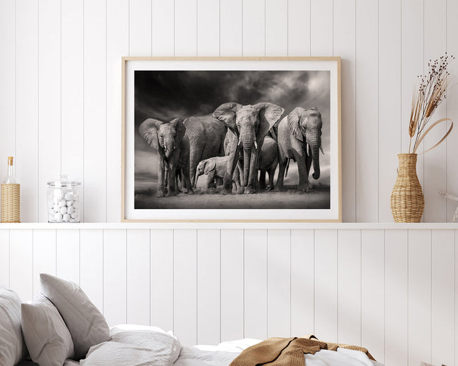 Elefanten-Herde in Schwarz-Weiß Main Image