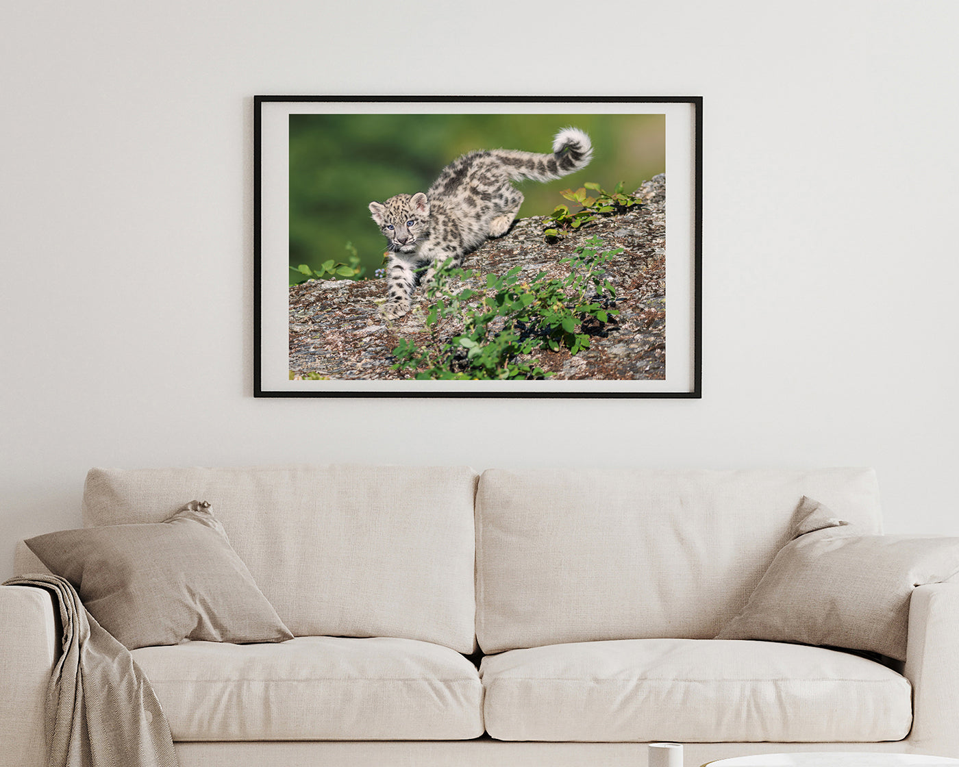 Schneeleoparden-Baby