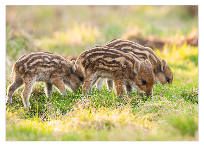 Wildschwein Frischlinge