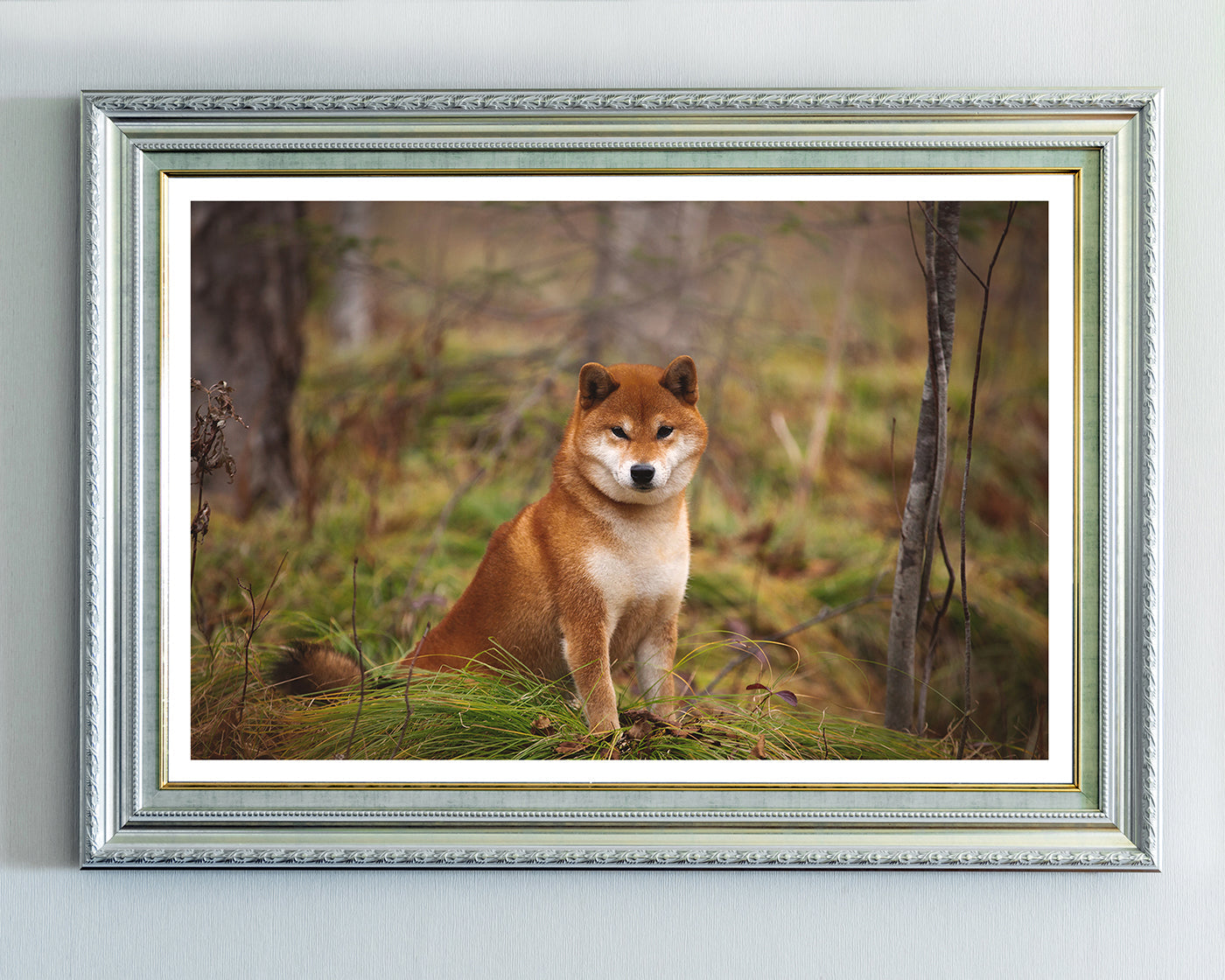 Shiba Inu im Wald