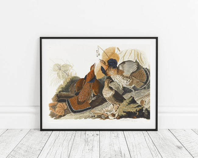 John James Audubon - Rebhühner auf Nahrungssuche Main Image