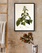 Josephinia imperatricis