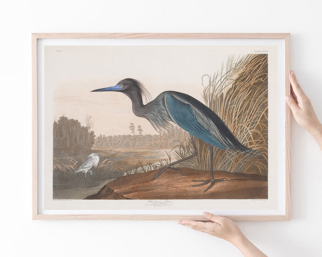 John James Audubon - Wasservögel am See Main Image