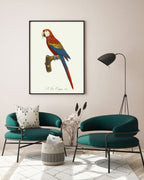 François Levaillant - Roter Ara