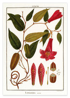 Lapageria Rosea - Chilenische Glockenblume