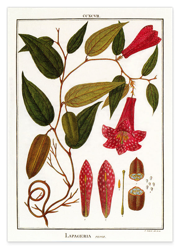 Lapageria Rosea - Chilenische Glockenblume Hover Image