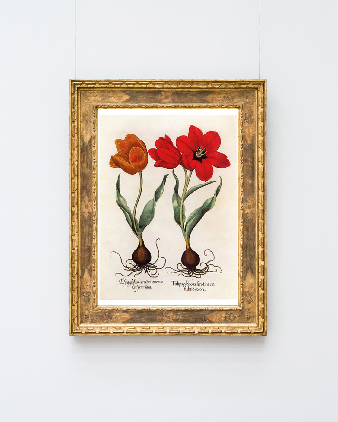 Rote Tulpen