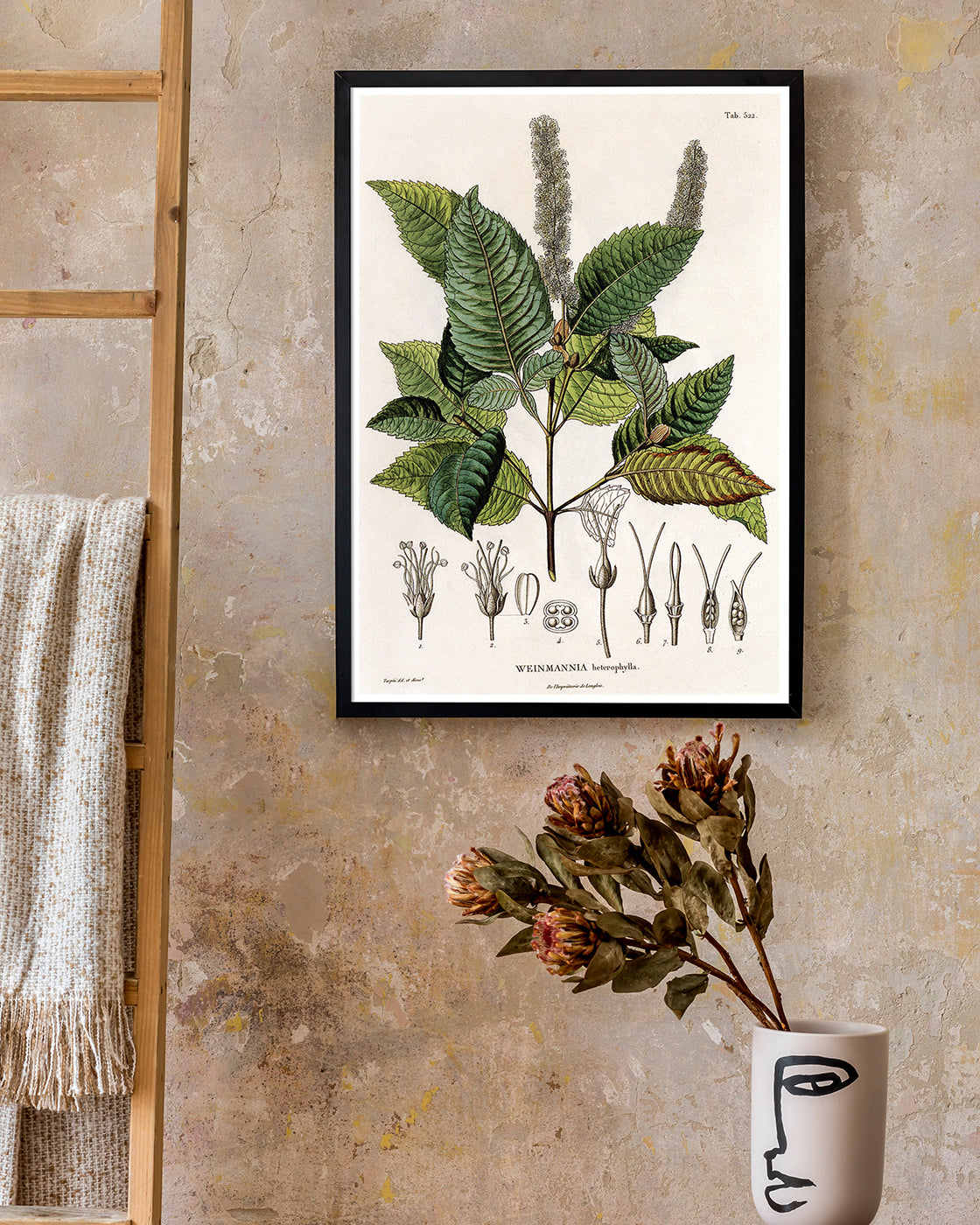 Weinmannia Heterophylla