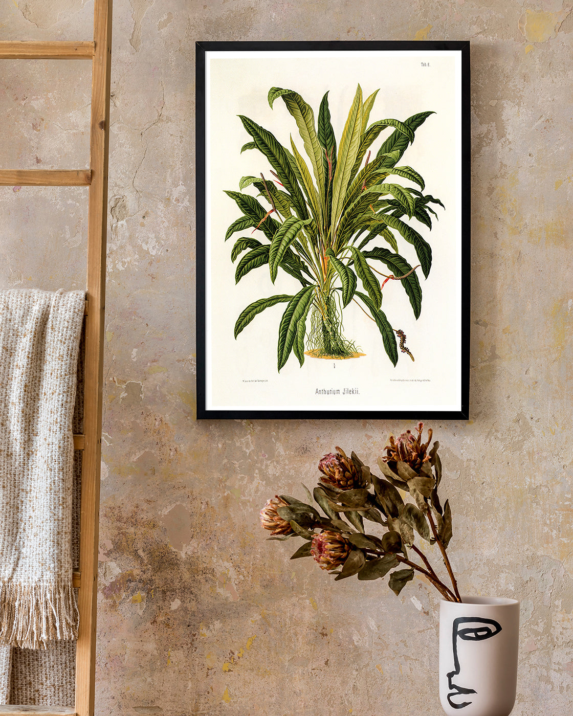 Anthurium Jilekii - Tropenpflanze