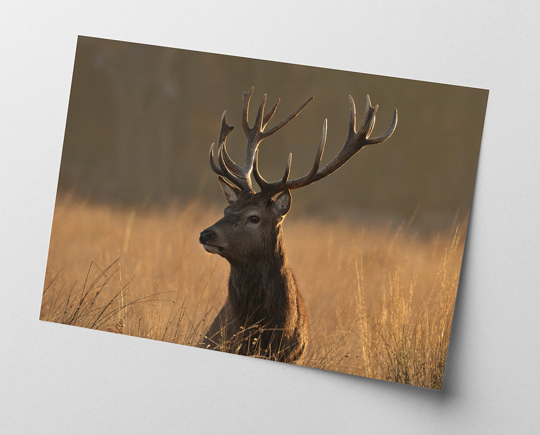 Hirsch im hohen Gras