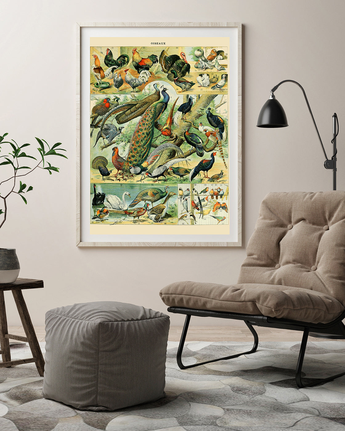 Adolphe Philippe Millot - Vogelarten