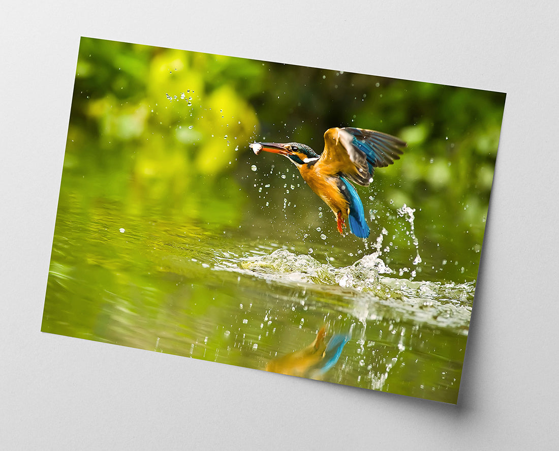 Jagender Eisvogel am Wasser