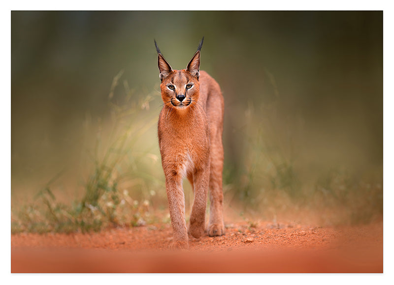 Karakal - Großkatze