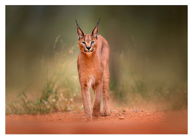 Karakal - Großkatze Hover Image