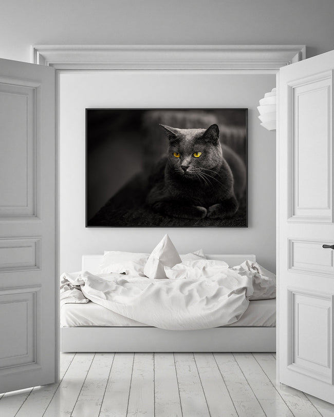 Kartäuser Katze Main Image