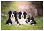 Border Collies