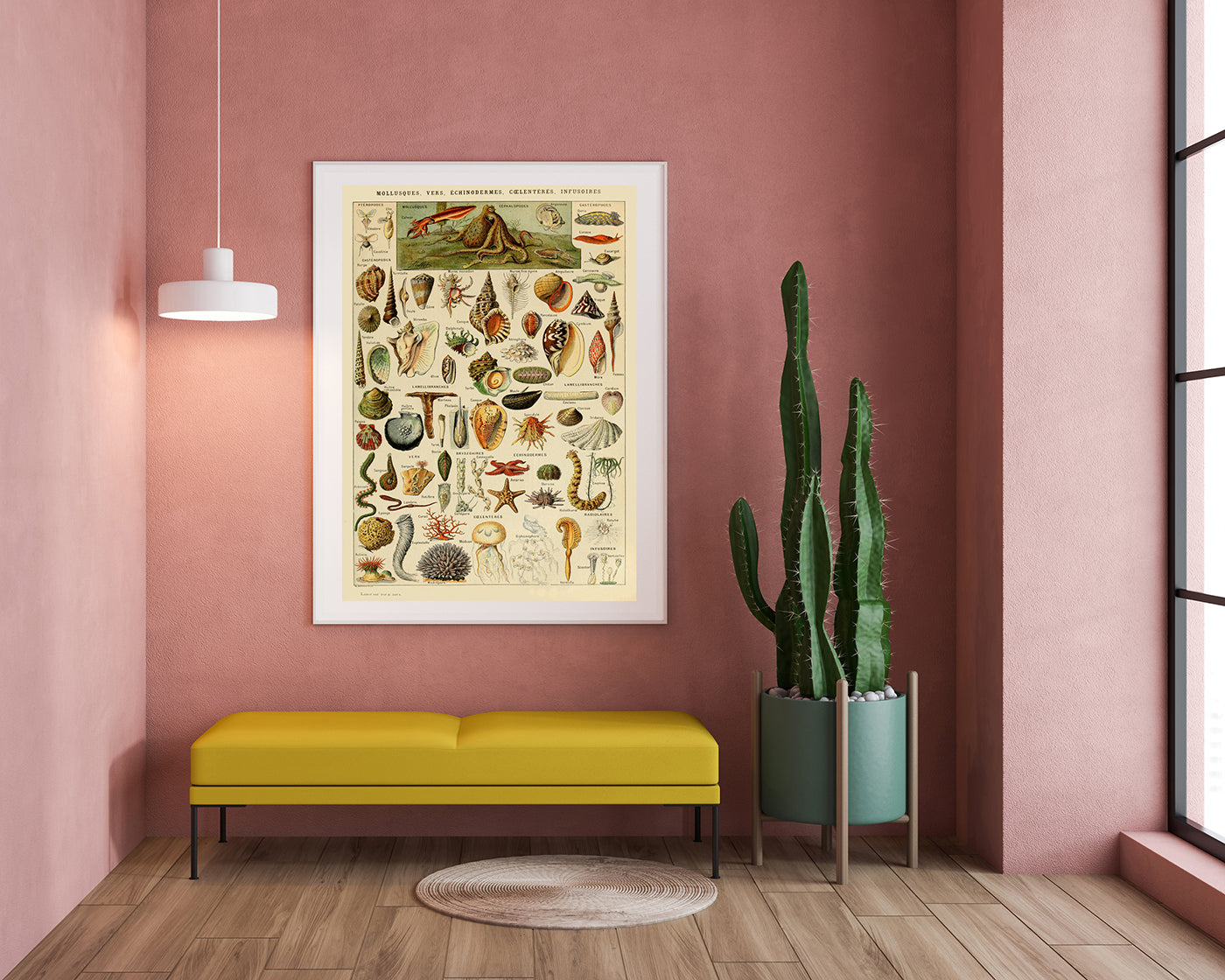 Adolphe Philippe Millot - Muscheln und Schnecken