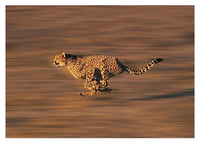 Rennender Gepard Hover Image