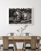 Kuschelnde Löwen in Schwarz-Weiß