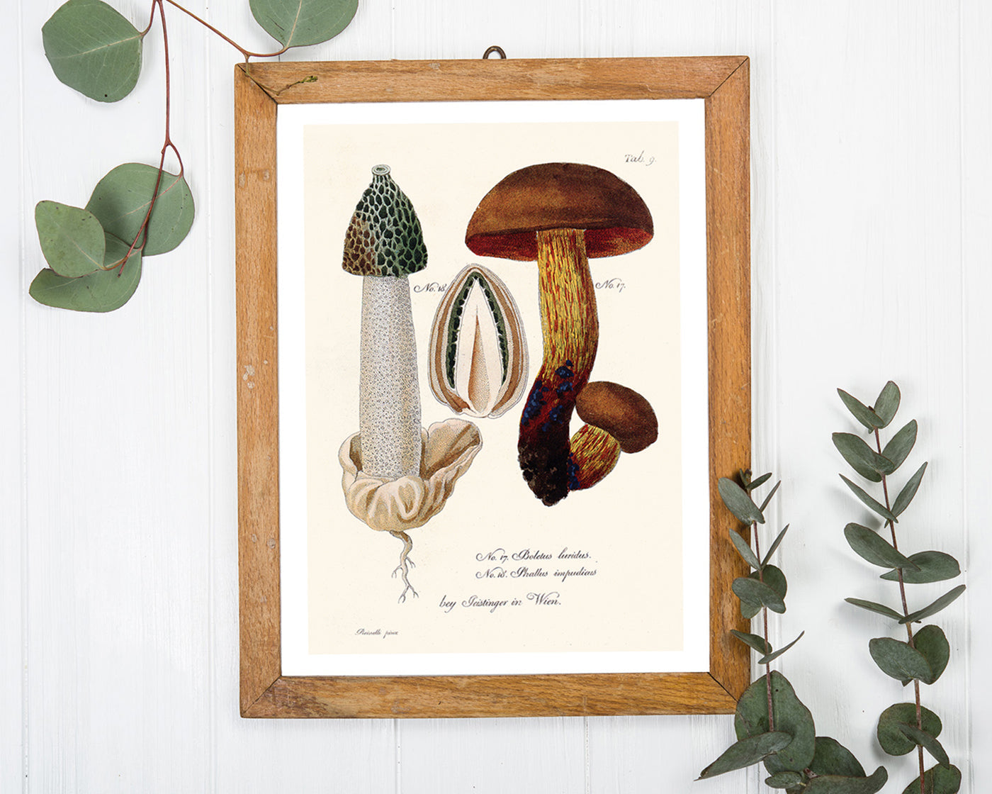 Pilzstudie: Netzstieliger Hexen-Röhrling und Gemeine Stinkmorchel