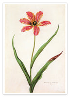 Blume mit orangener Blüte