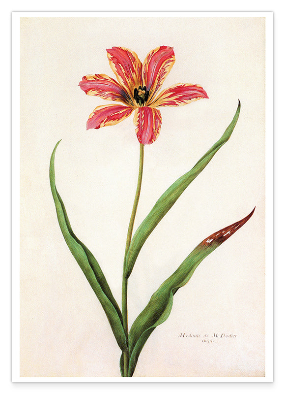 Blume mit orangener Blüte