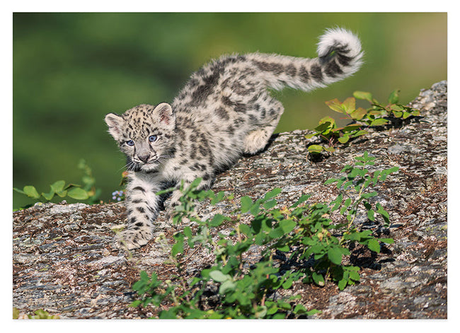 Schneeleoparden-Baby Hover Image