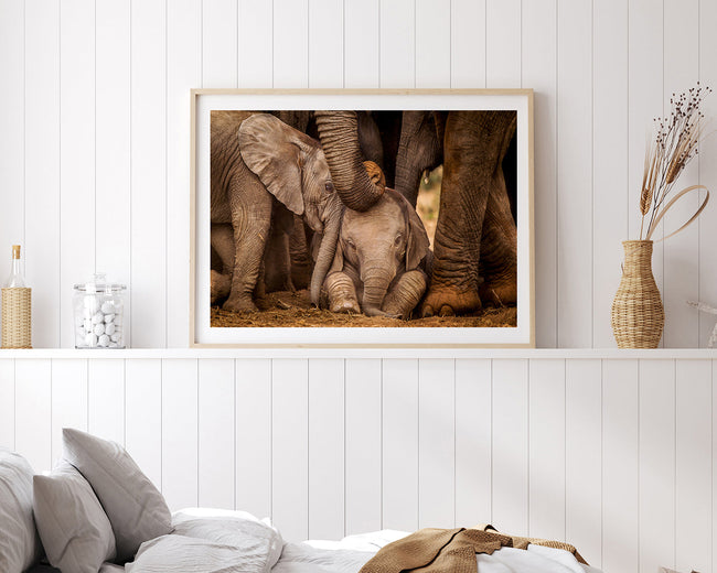 Elefanten-Baby Main Image