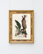 Atropa Mandragora - Gemeine Alraune