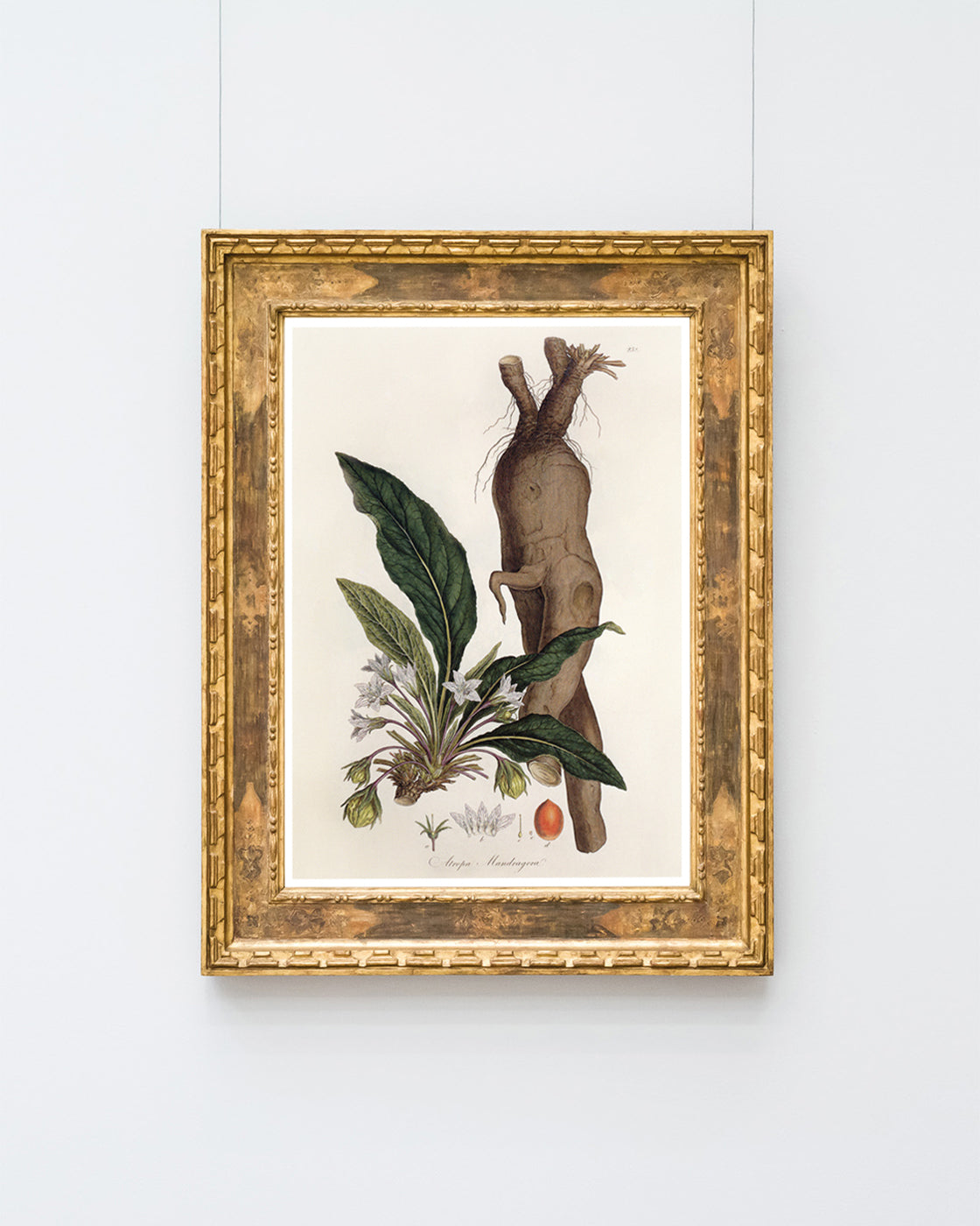 Atropa Mandragora - Gemeine Alraune