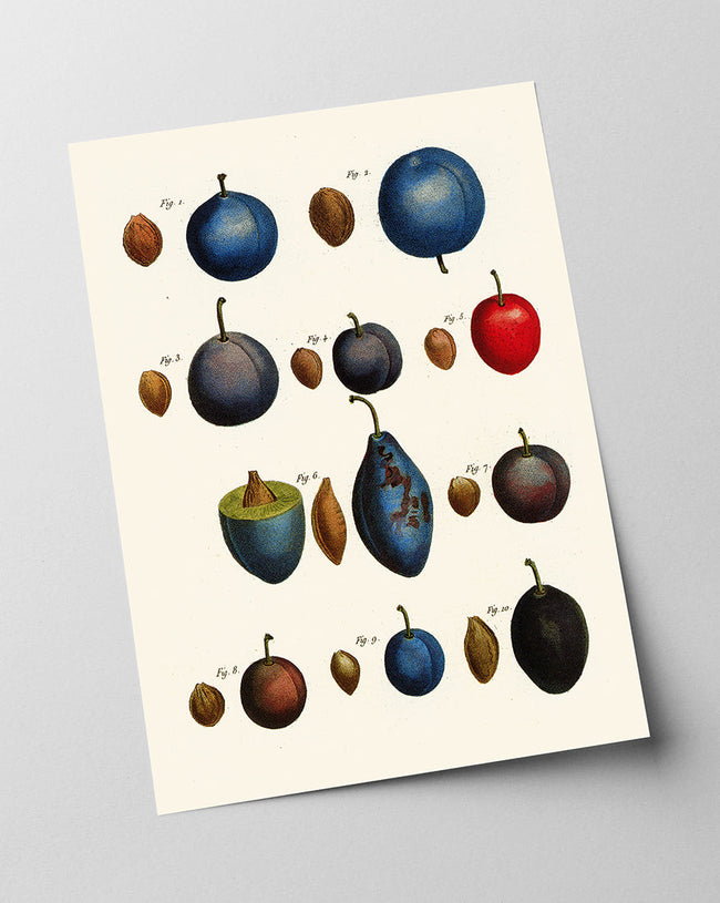 Pflaumenarten - Zwetschgen Main Image