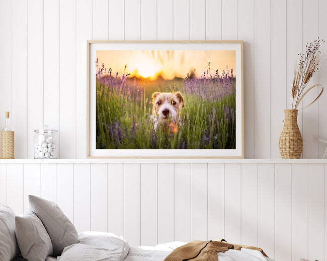 Süßer Hund in Blumenwiese Main Image