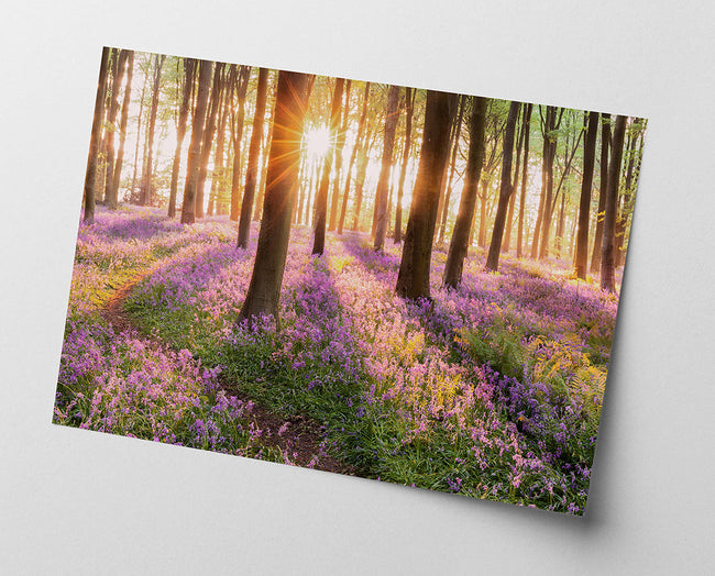 Blumenwiese im Wald Main Image