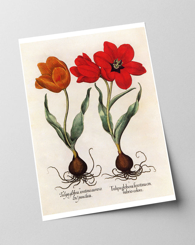 Rote Tulpen Main Image