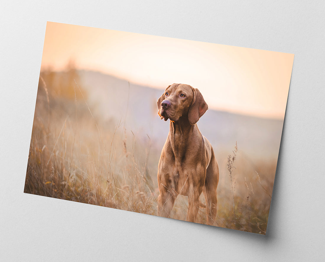 Jagdhund in der Natur