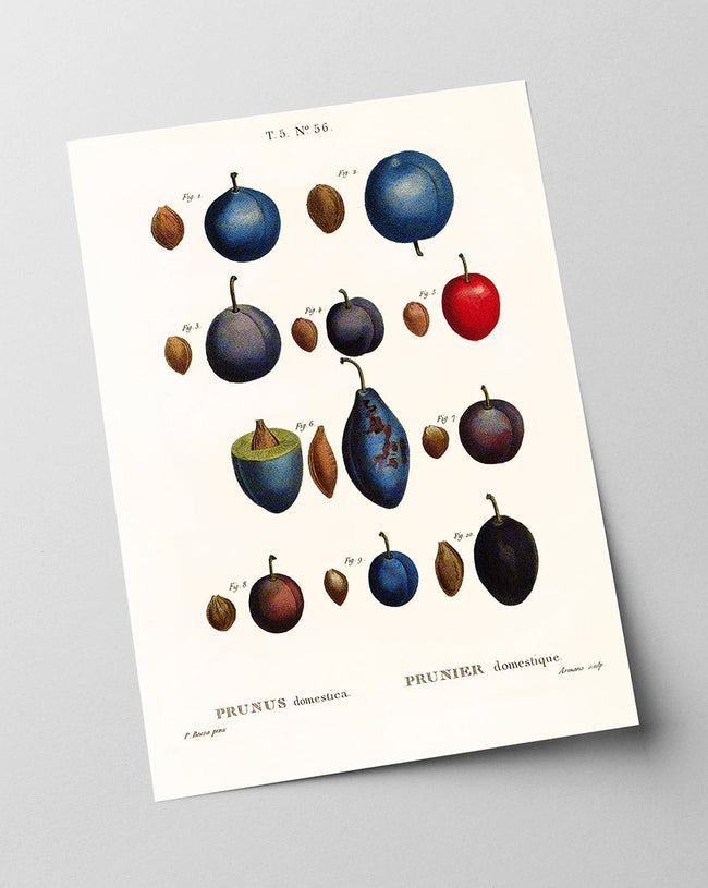 Pflaumensorten Main Image