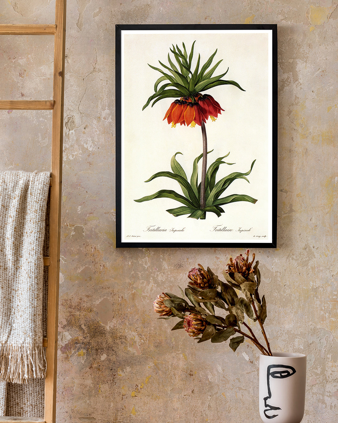 Fritillaria Imperialis - Kaiserkrone