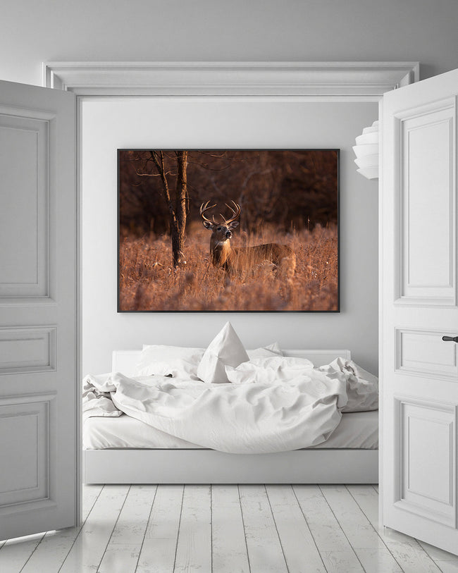 Hirsch in Abendstimmung Main Image