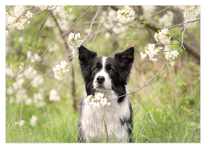Süßer Hund in Blütenlandschaft