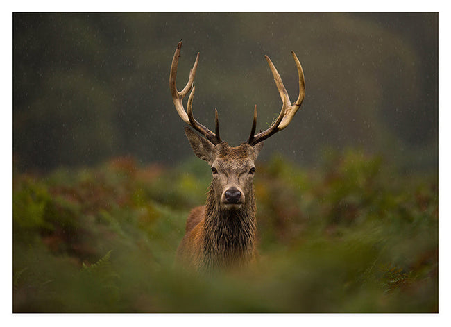 Stolzer Hirsch Hover Image