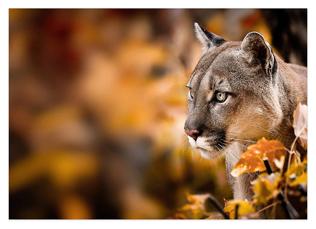 Puma im Herbst Hover Image