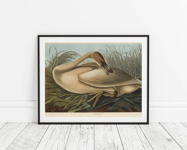 John James Audubon - Wildgans Main Image